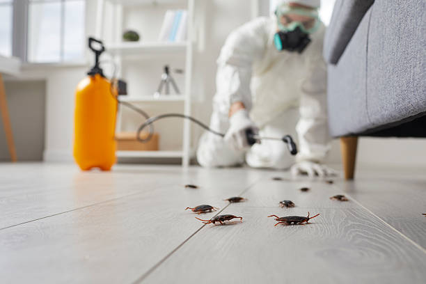 Post-Treatment Bed Bug Interceptor Monitoring in Salem